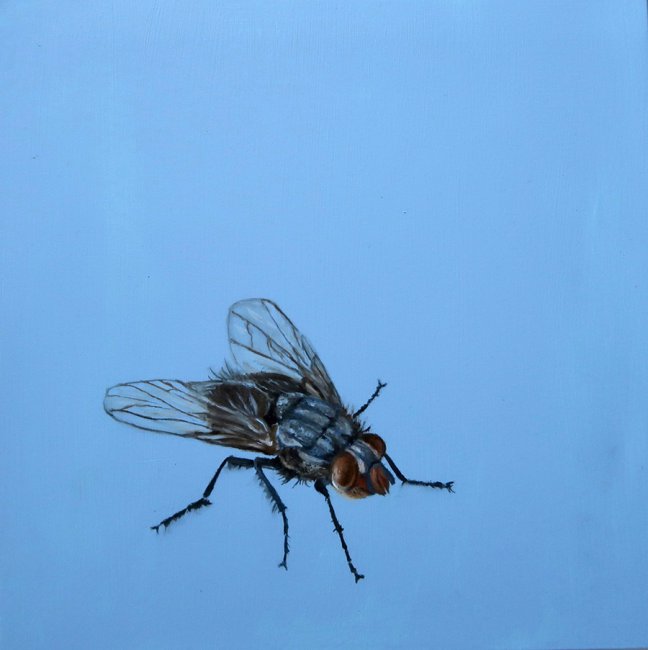 Christine Neuerburg - Kleine Stubenfliege II