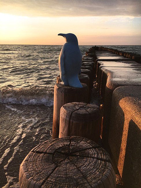 Christine Neuerburg - Pinguin am Meer